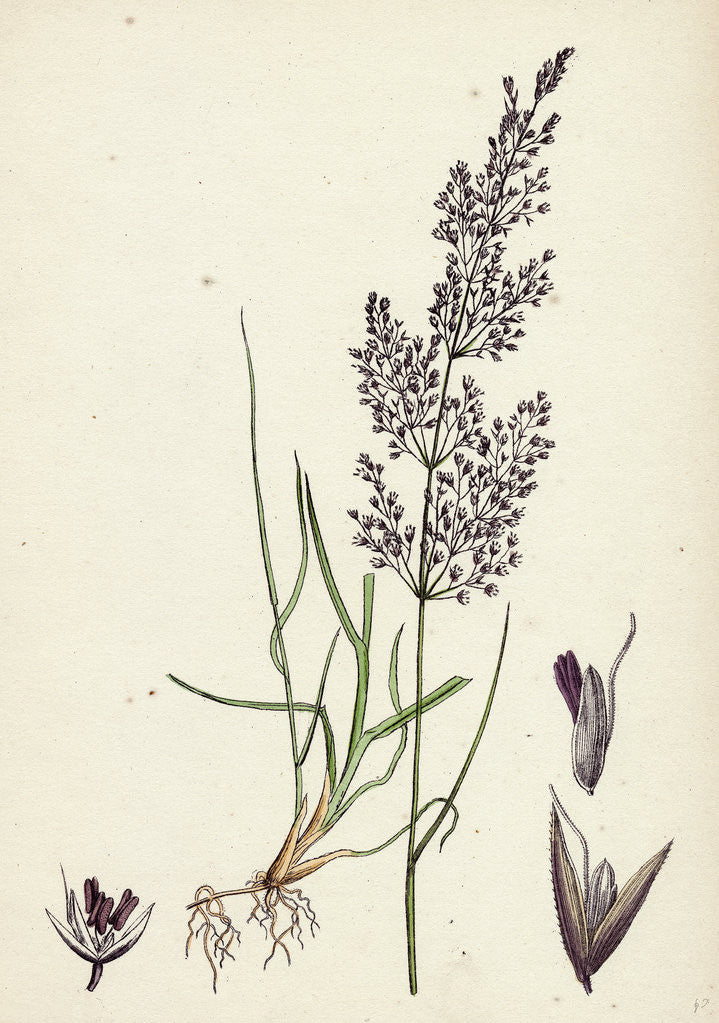 Detail of Agrostis Canina Brown Bent-Grass by Anonymous