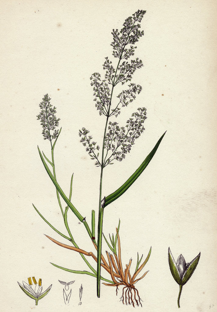 Detail of Agrostis Alba Var. Genuina Marsh Bent-Grass Var. A. by Anonymous