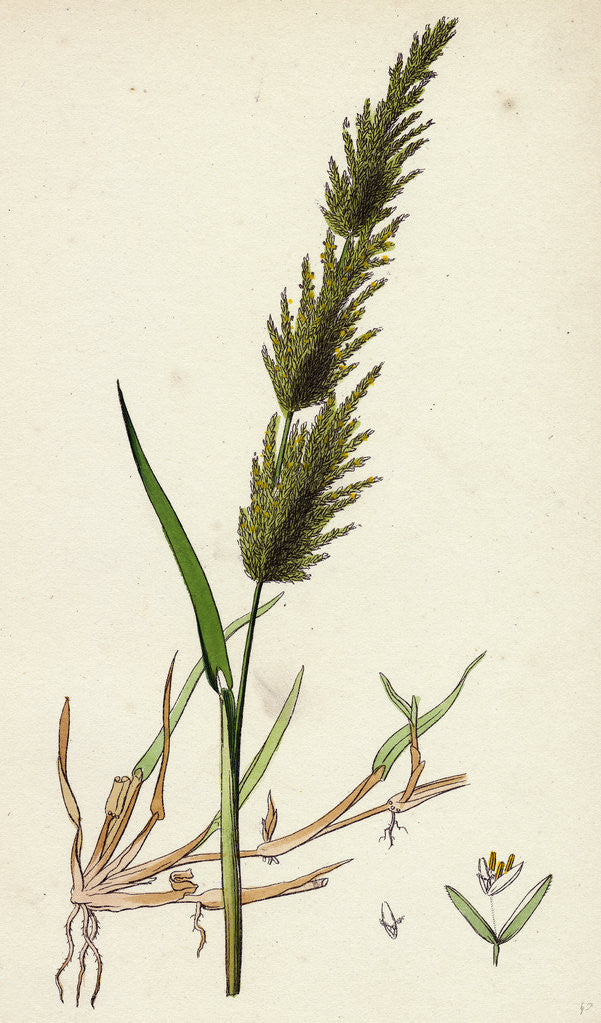 Detail of Agrostis Alba Var. Stolonifera Marsh Bent-Grass Var. B. by Anonymous