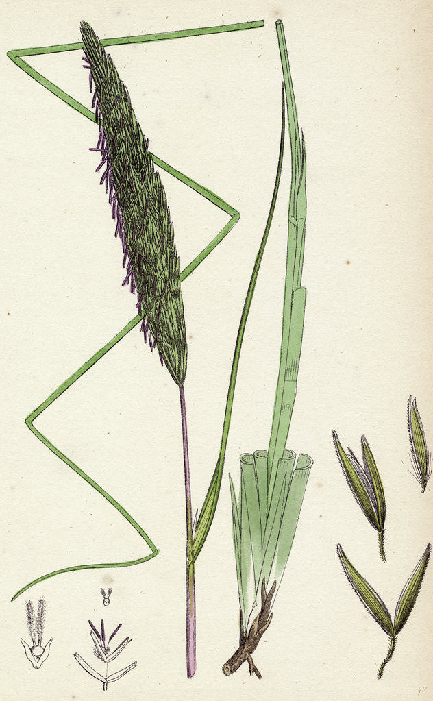 Detail of Botanical Print by Anonymous