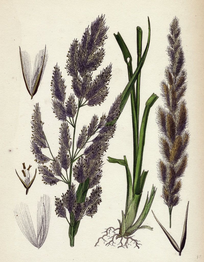 Detail of Calamagrostis Epigejos Wood Small-Reed by Anonymous