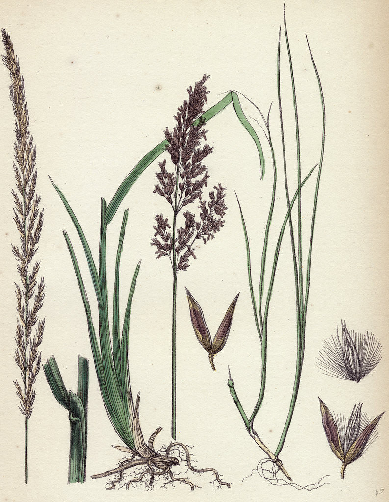 Detail of Calamagrostis Stricta Narrow Small-Reed Var. A. by Anonymous