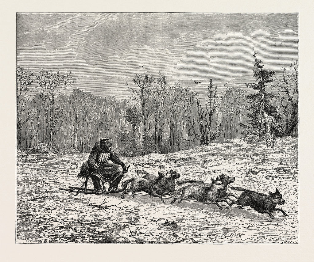 Detail of A Siberian Dog Sledge. by Anonymous