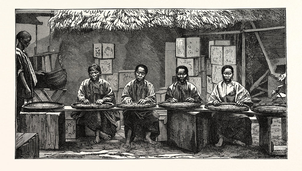 Detail of Sorting Tea in China. by Anonymous