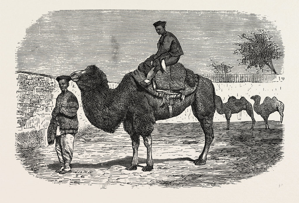 Detail of Camels of the North of China by Anonymous