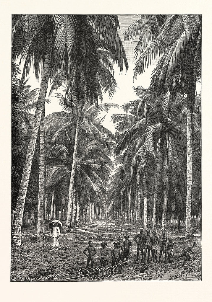 Detail of Cocoa-Nut Plantation in Ceylon, Sri Lanka by Anonymous