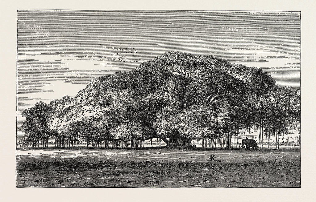 Detail of The Great Banyan Tree (Ficus Indica) in the Botanical Gardens, Calcutta, India by Anonymous