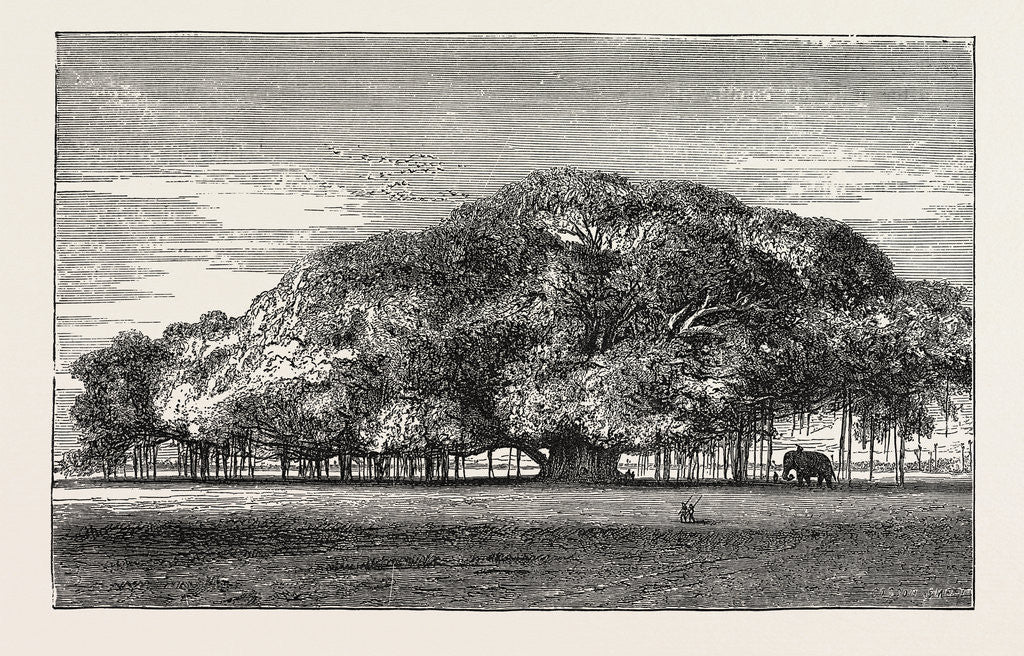 Detail of The Great Banyan Tree (Ficus Indica) in the Botanical Gardens, Calcutta, India by Anonymous