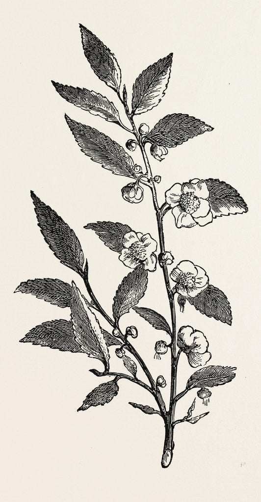 Detail of Tea Plant (Thea Viridis) by Anonymous