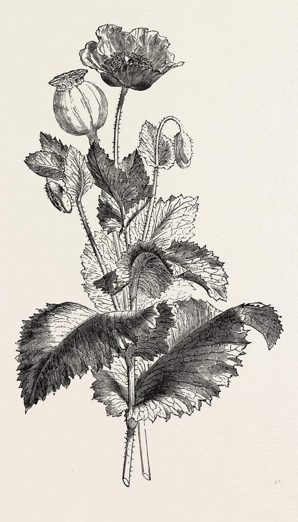 Detail of The Opium Poppy (Papaver Somniferum) by Anonymous