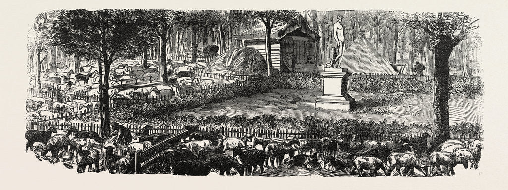 Detail of The Last in the Luxembourg Gardens Housed Sheep, France by Anonymous