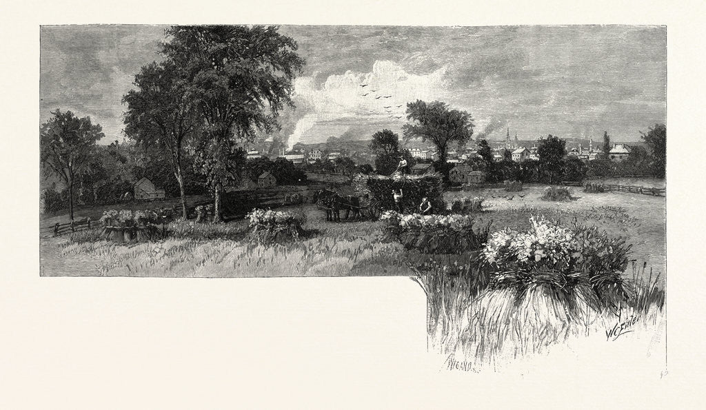 Detail of Harvesting Near Oshawa, Canada by Anonymous
