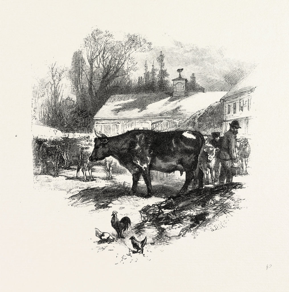 Detail of Cows, Farm, Canada by Anonymous