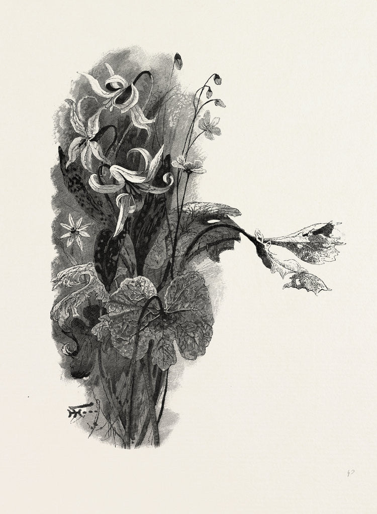 Detail of Nova Scotia, Spring Beauty, Sanguinaria, and Dog-Tooth Violet, Canada by Anonymous