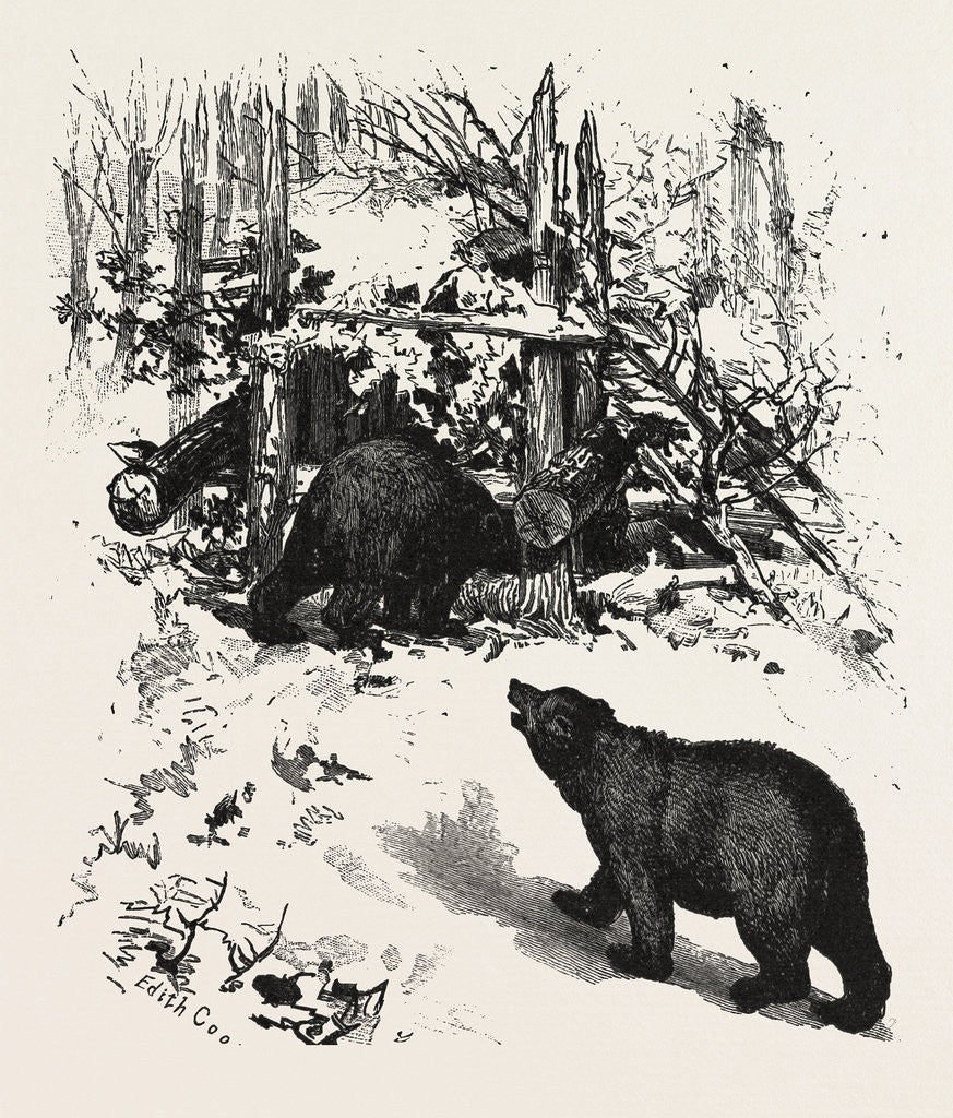 Detail of Bear Trap, Canada by Anonymous