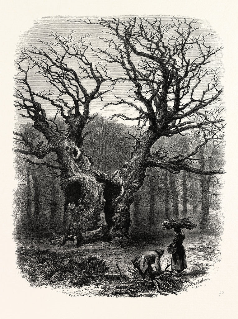 Detail of Windsor: William the Conqueror's Oak by Anonymous