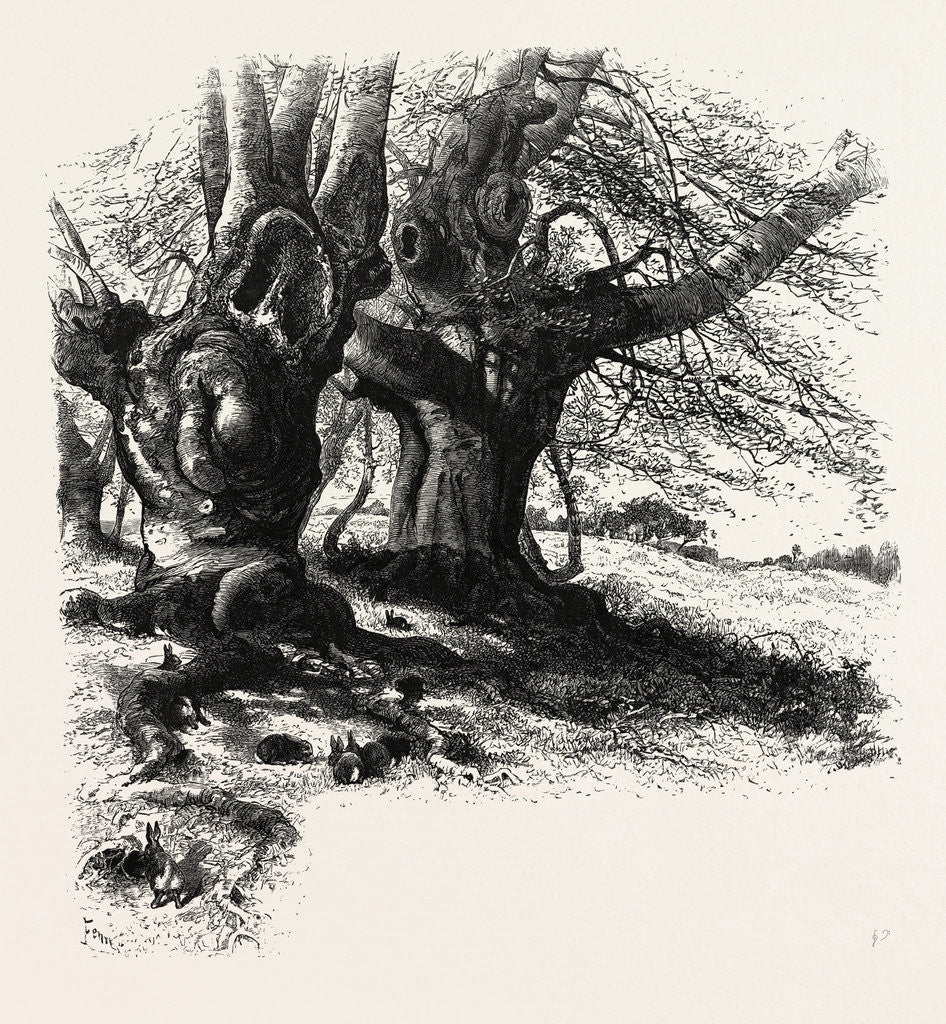 Detail of The Forest Scenery of Great Britain: Burnham Beeches by Anonymous