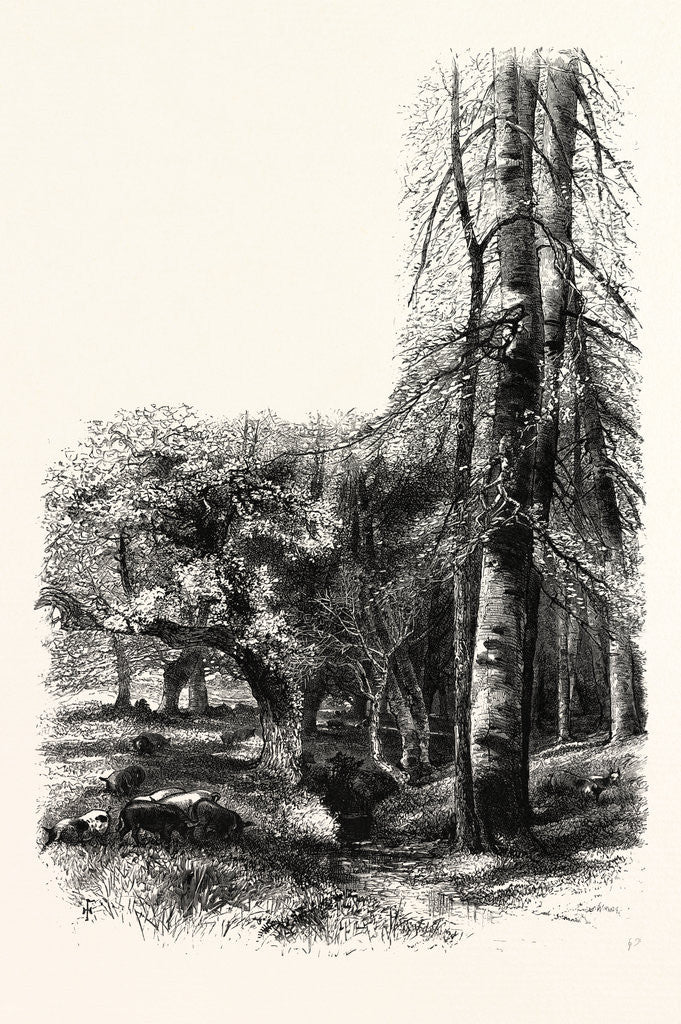 Detail of In the New Forest, Near Lyndhurst by Anonymous