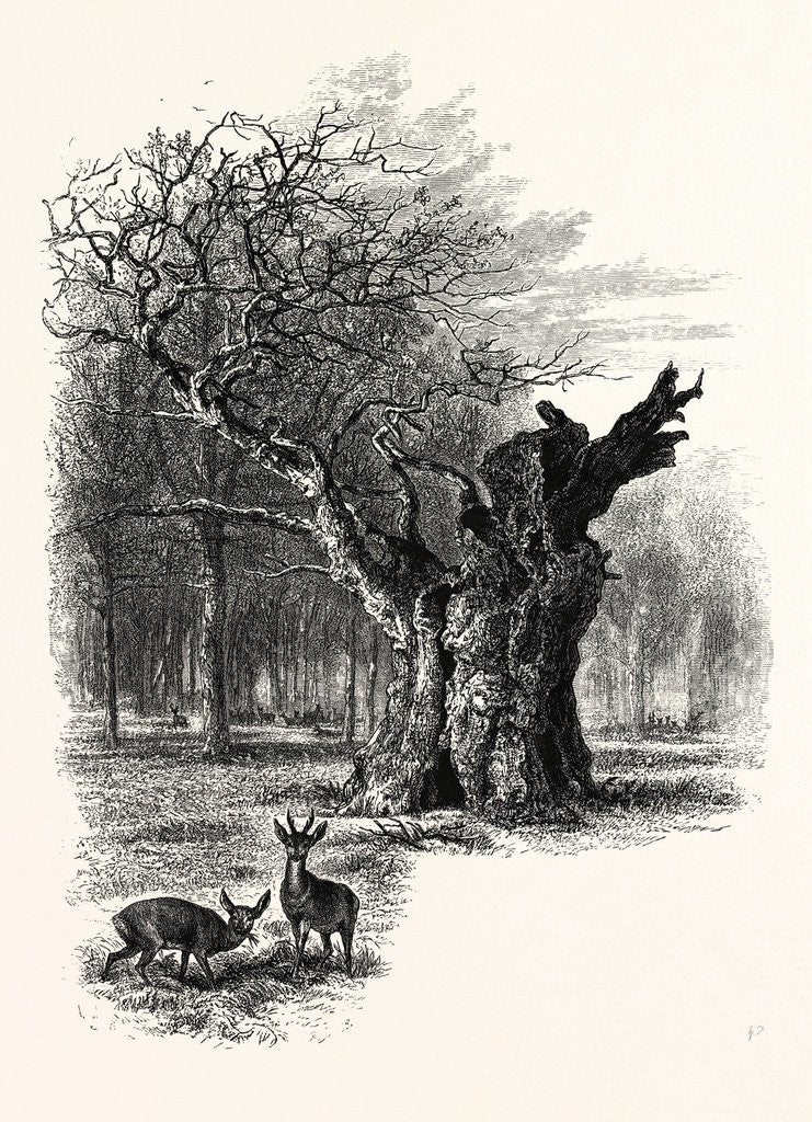 Detail of Giant Oak, Near Cranbourne Tower by Anonymous