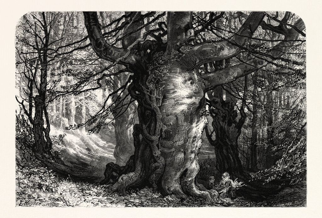 Detail of The Forest Scenery of Great Britain: Burnham Beeches by Anonymous