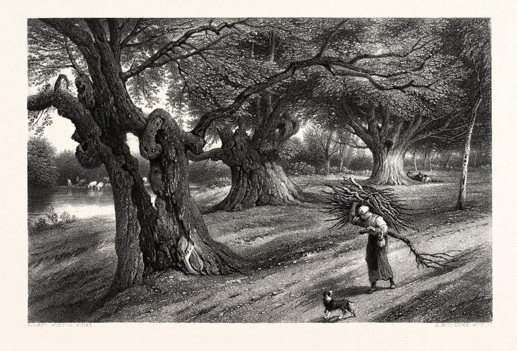Detail of The Forest Scenery of Great Britain: At Burnham Beeches by Anonymous