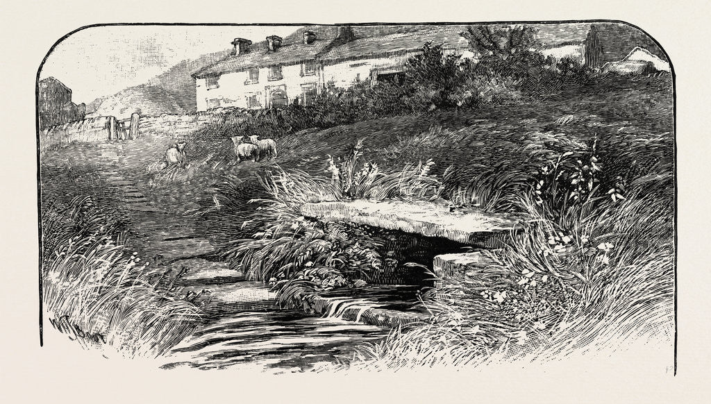 Detail of Dove Head by Anonymous