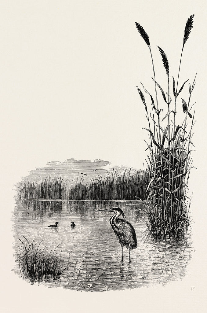 Detail of Among the Fens by Anonymous