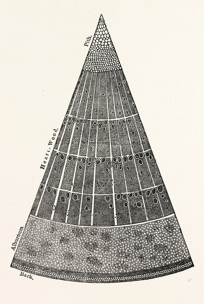 Detail of Portion of a Section of the Branch of a Tree. by Anonymous