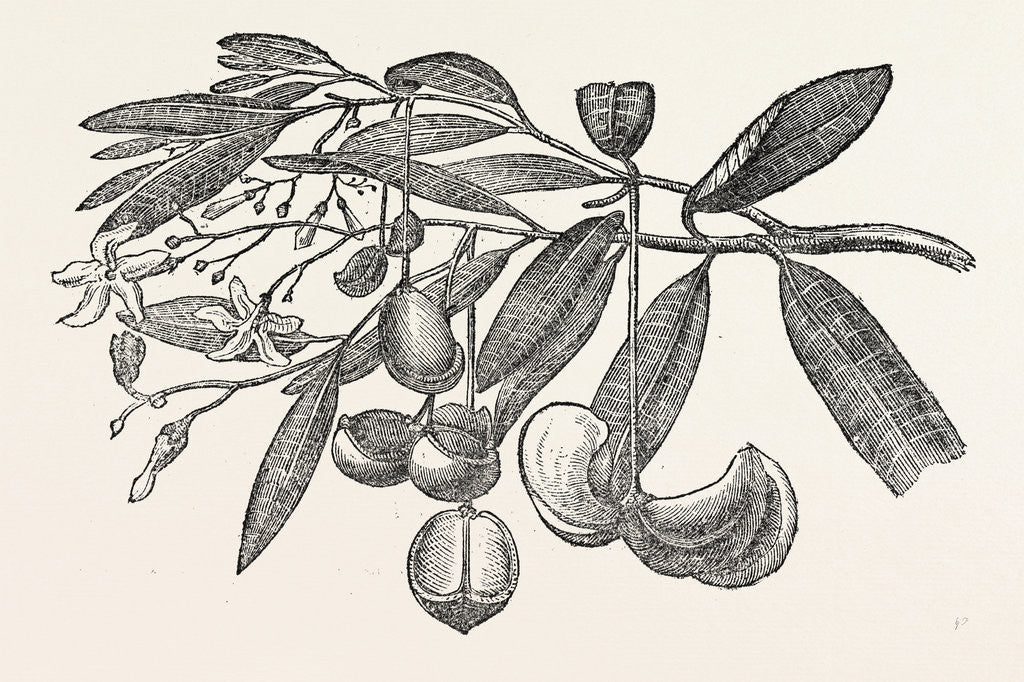 Detail of Fruit and Flowers of the Eve's Apple by Anonymous