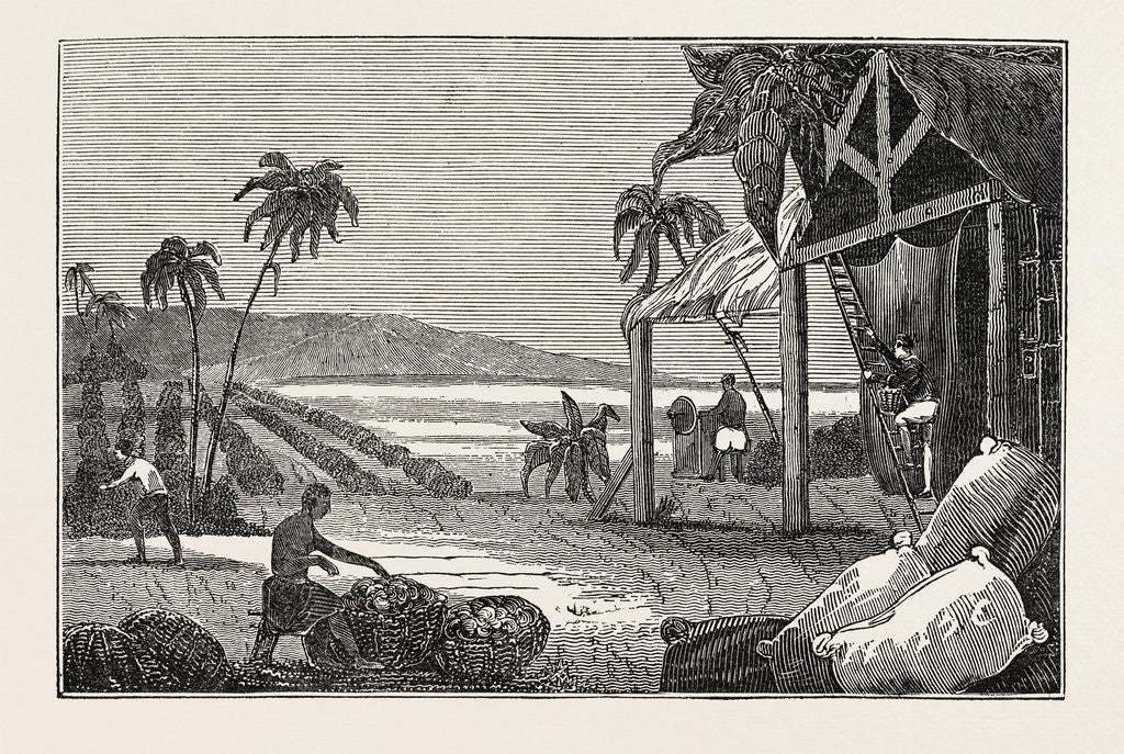 Detail of Cultivation of the Cotton Plant, Guiana by Anonymous