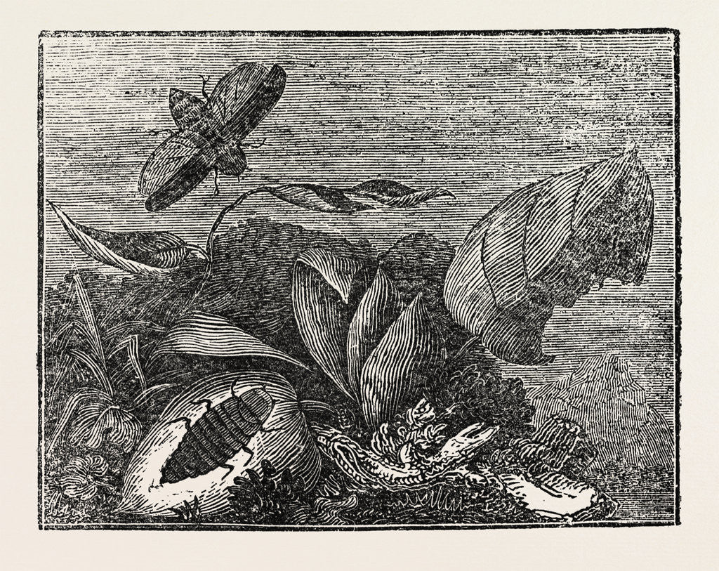 Detail of The Male and Female Glow-Worm. by Anonymous