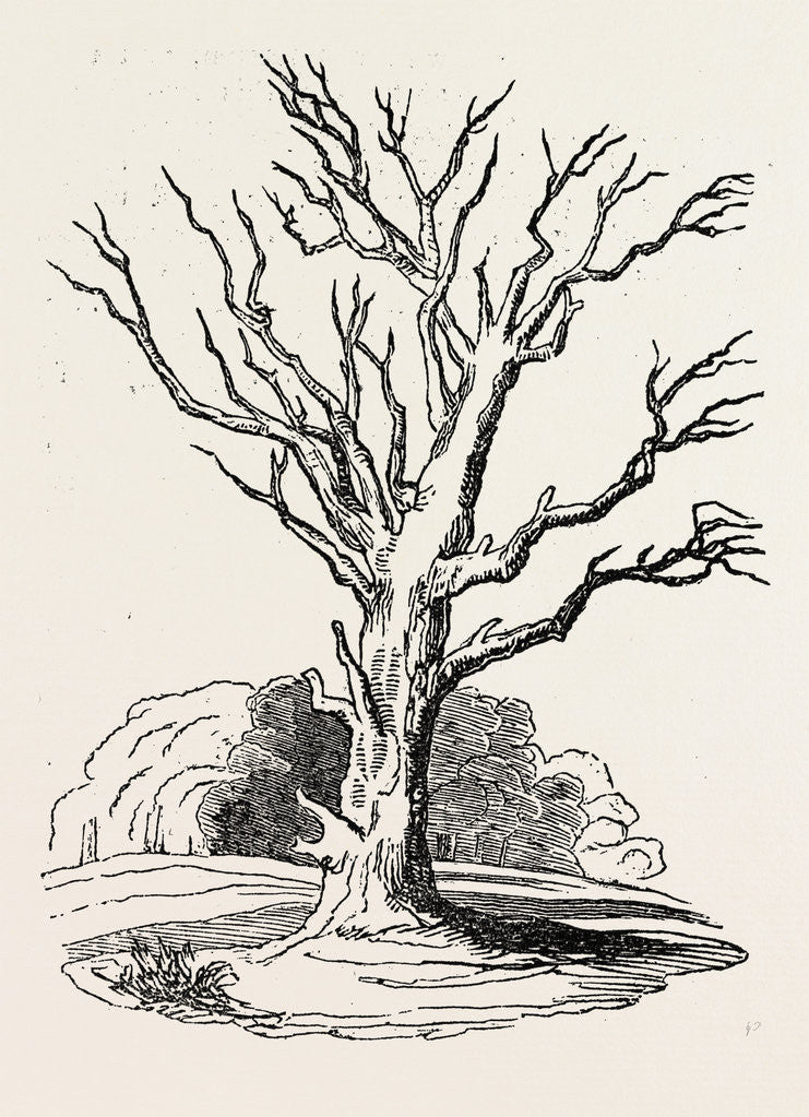 Detail of Herne's Oak, in Windsor Park by Anonymous