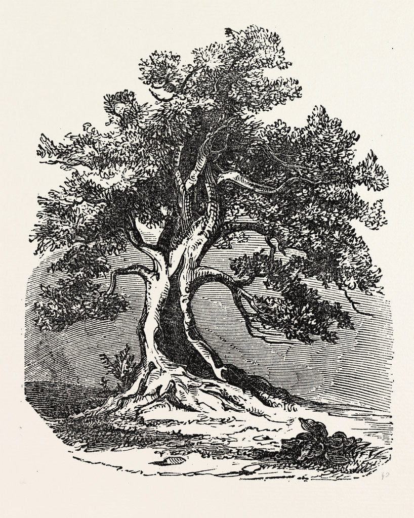 Detail of An Old Oak, in Its Decayed State. by Anonymous