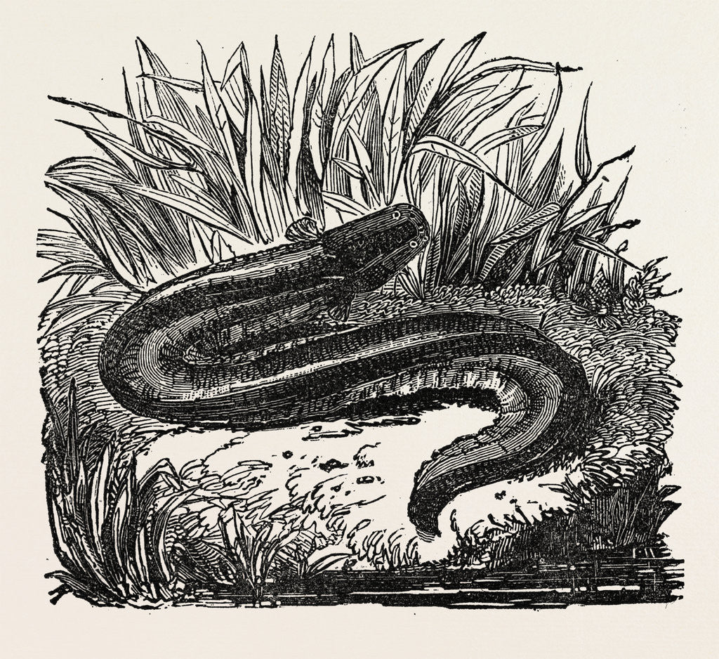 Detail of The Gymnotus. by Anonymous