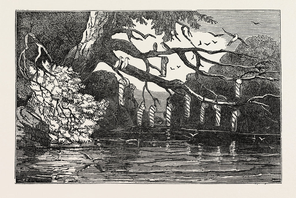 Detail of Nest of the Pensile Grosbeak, (Loxia Pensilis) by Anonymous