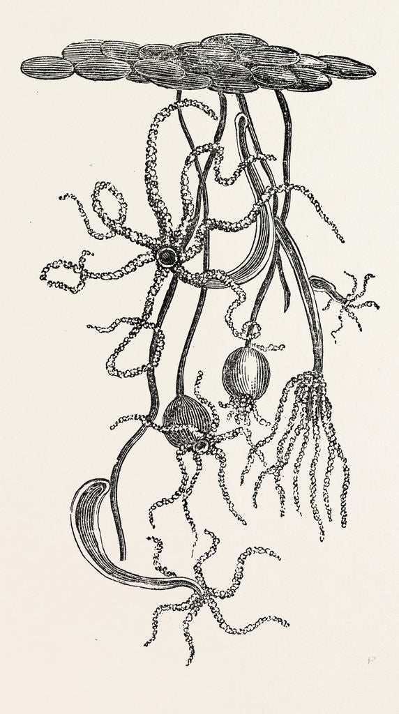 Detail of Magnified View of the Freshwater Polype by Anonymous