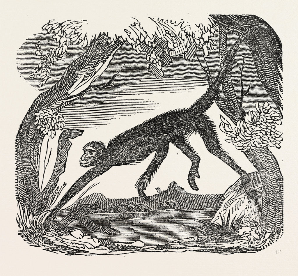 Detail of The Spider Monkey. by Anonymous