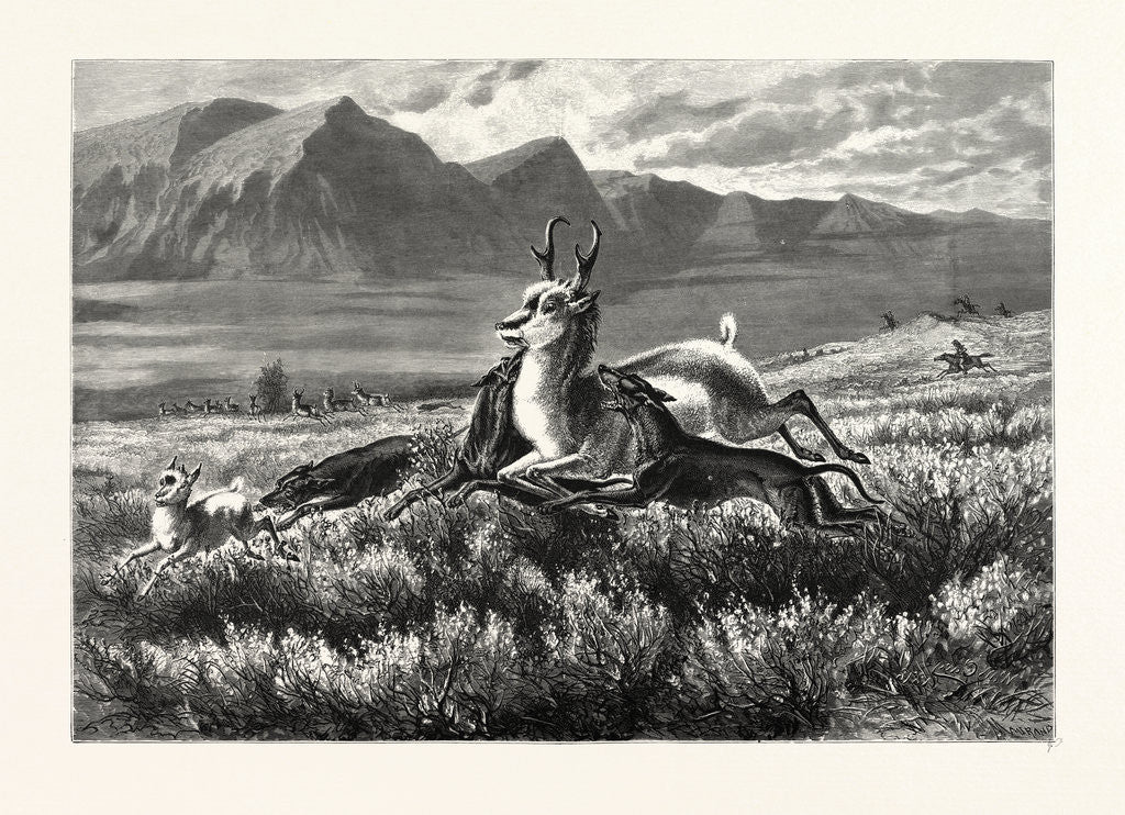 Detail of Antelope-Hunting on the Plains. W.M. Cary by Anonymous