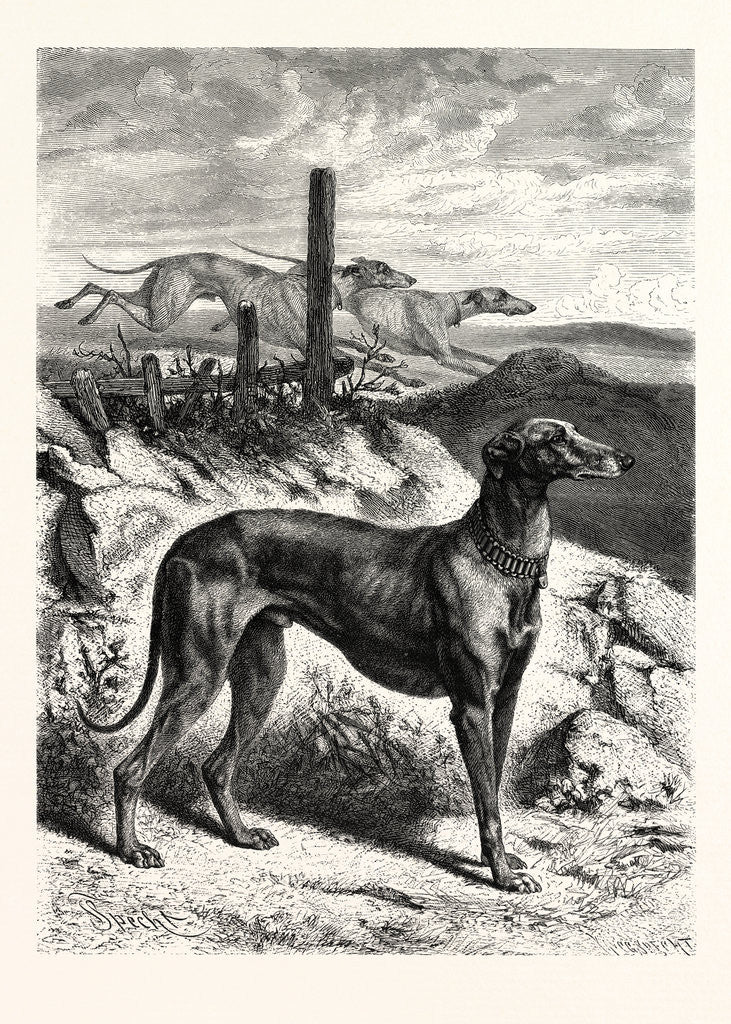 Detail of English Greyhounds by Anonymous