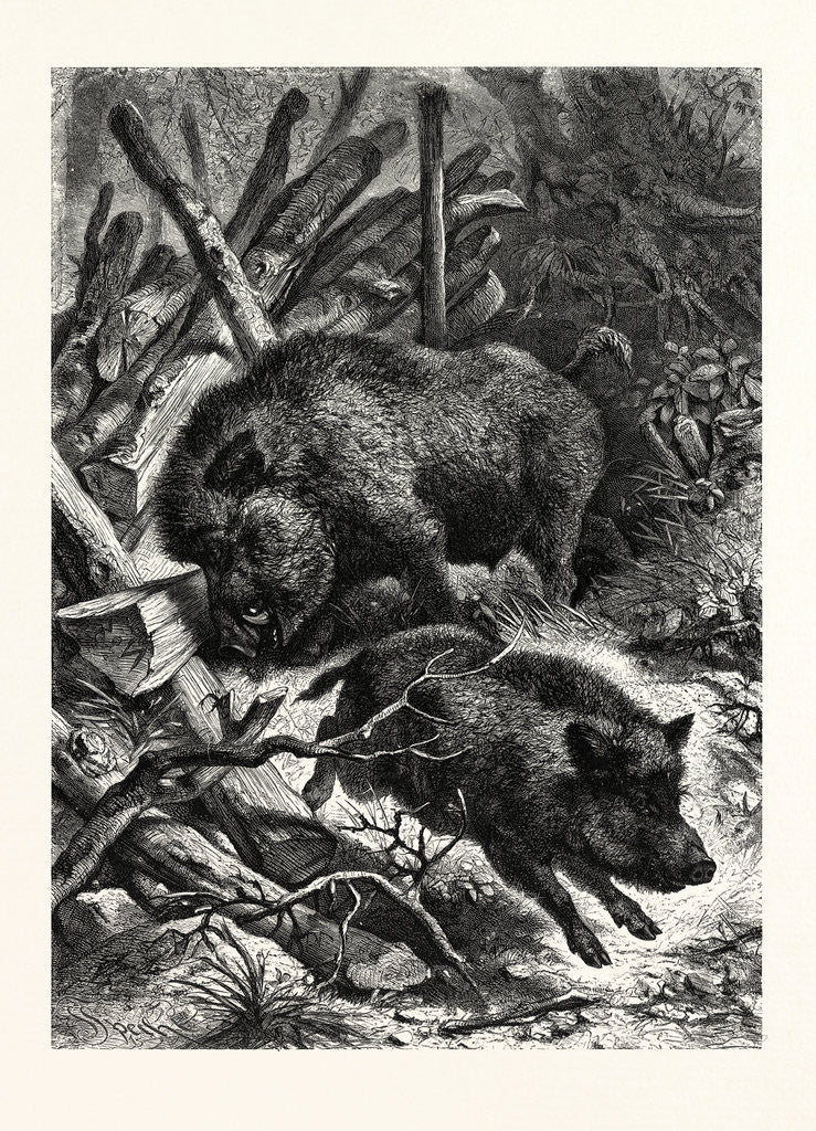 Detail of Wild Boars by Anonymous