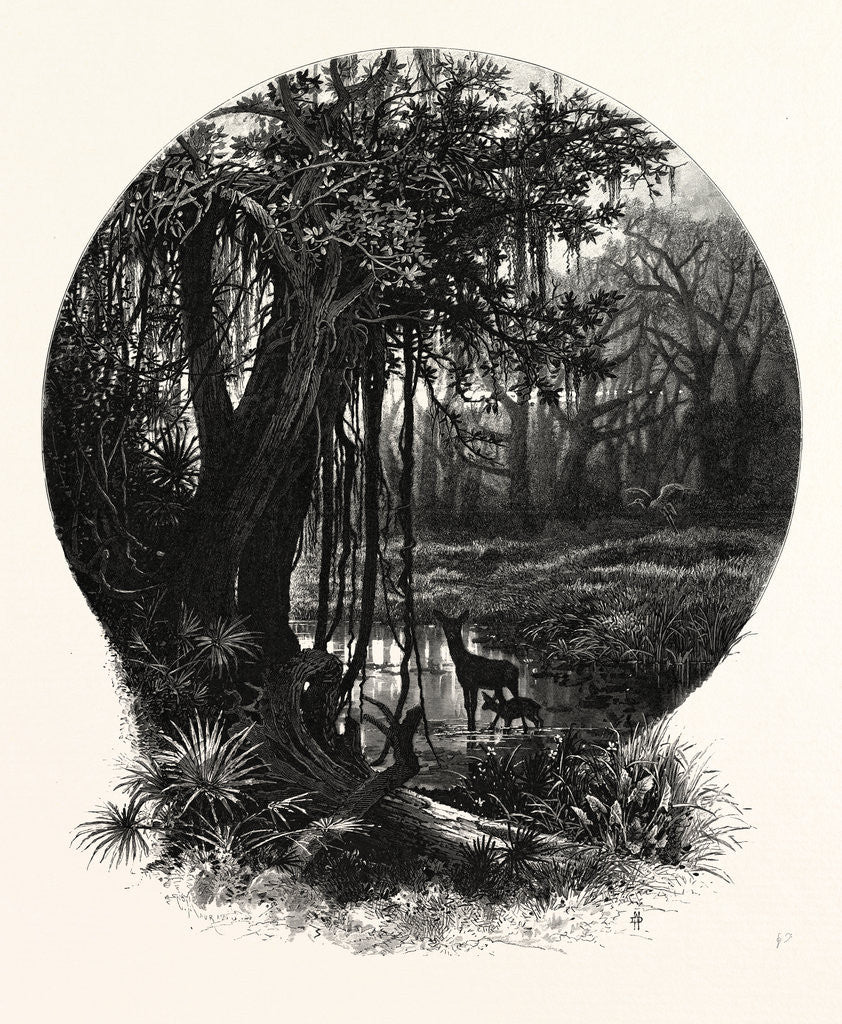 Detail of A Hummock, Florida by Anonymous