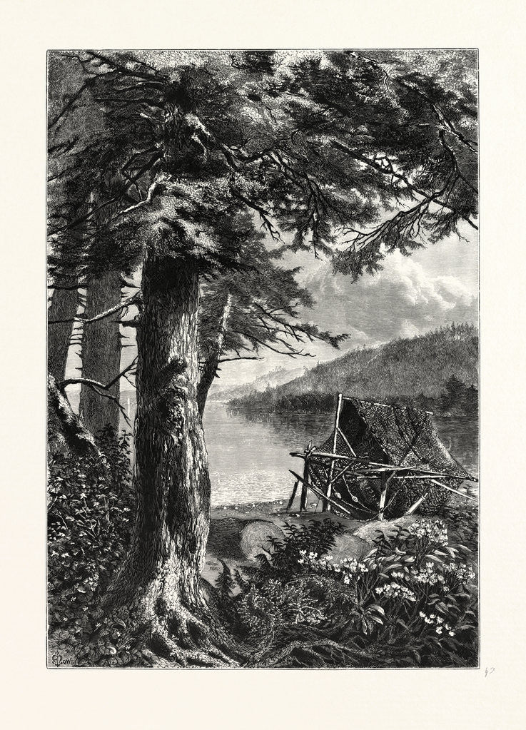 Detail of Hemlocks of Lake Otsego by Anonymous