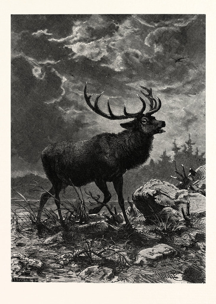 Detail of A Deer; after Specht by Anonymous