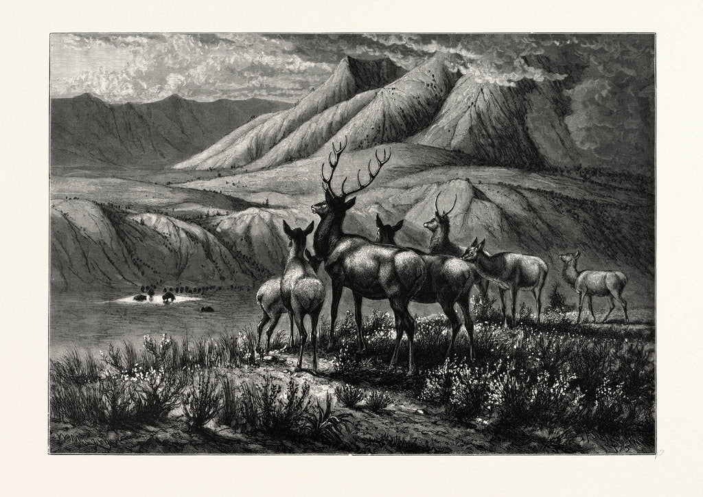 Detail of First Come, First Served! Deer. by Anonymous