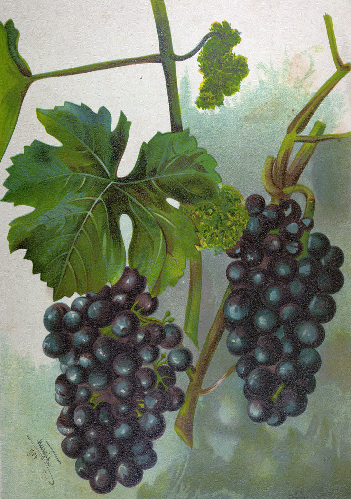 Detail of Wine Grapes by Anonymous