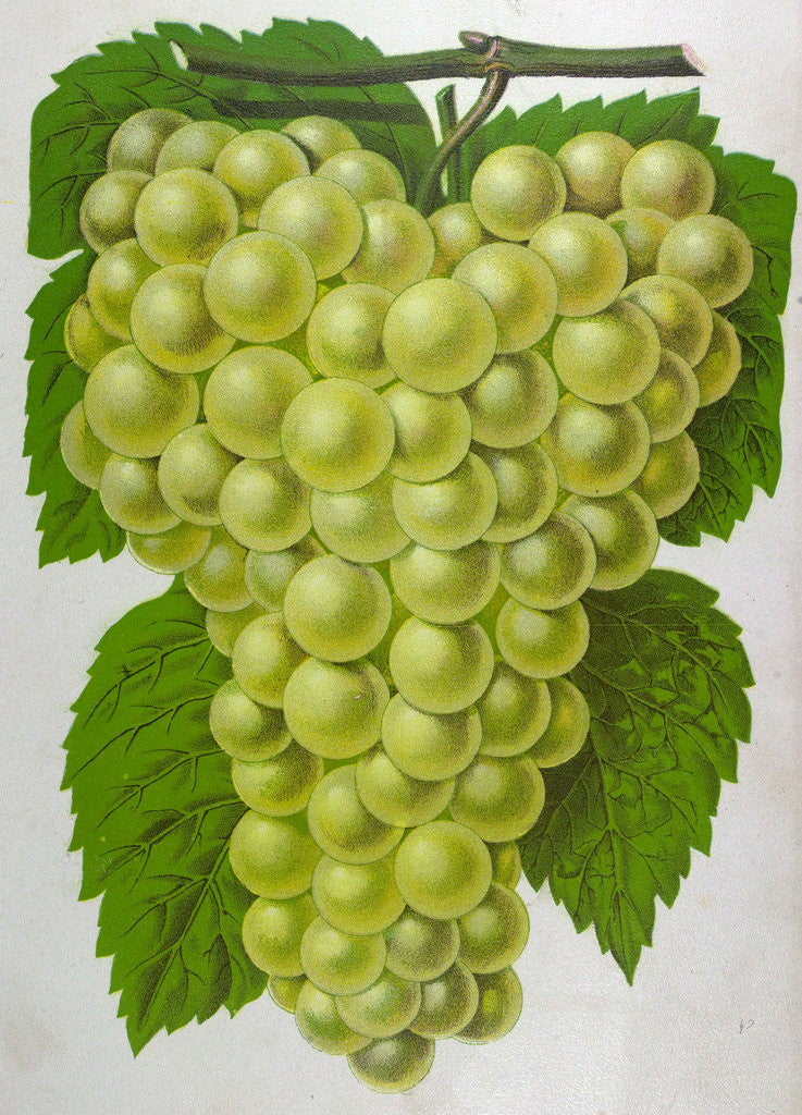 Detail of Wine Grapes by Anonymous