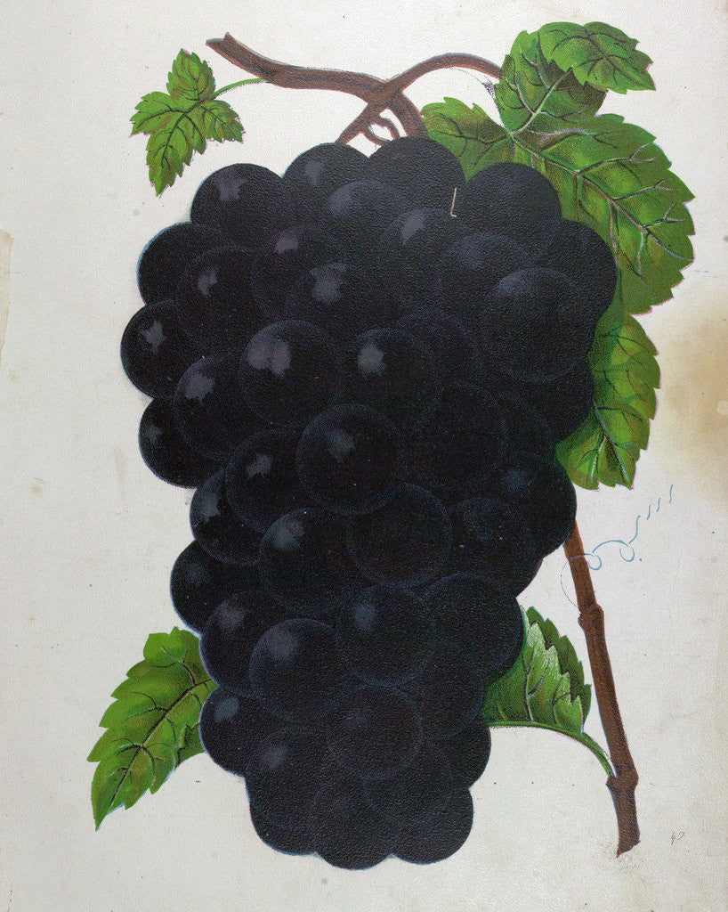 Detail of Wine Grapes by Anonymous