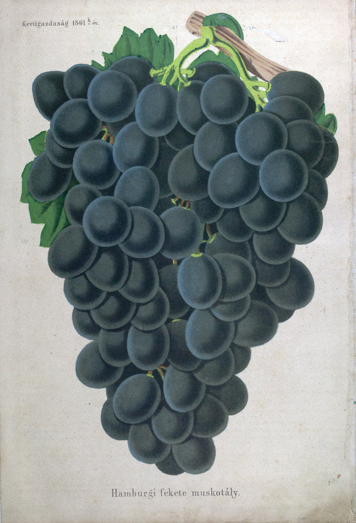 Detail of Wine Grapes by Anonymous