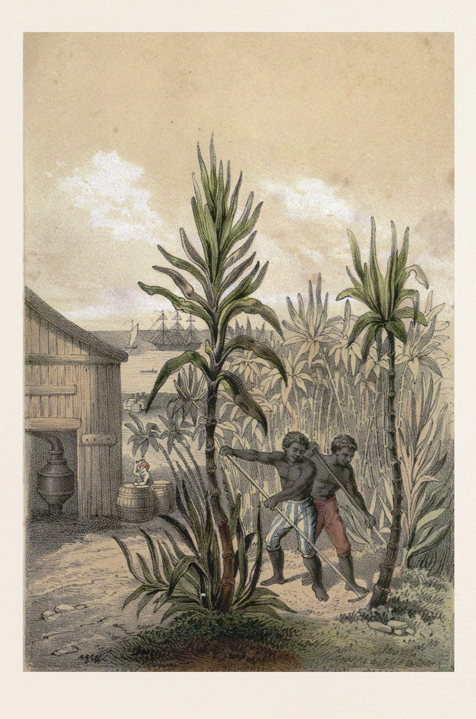 Detail of Sugar Can Farming by Anonymous