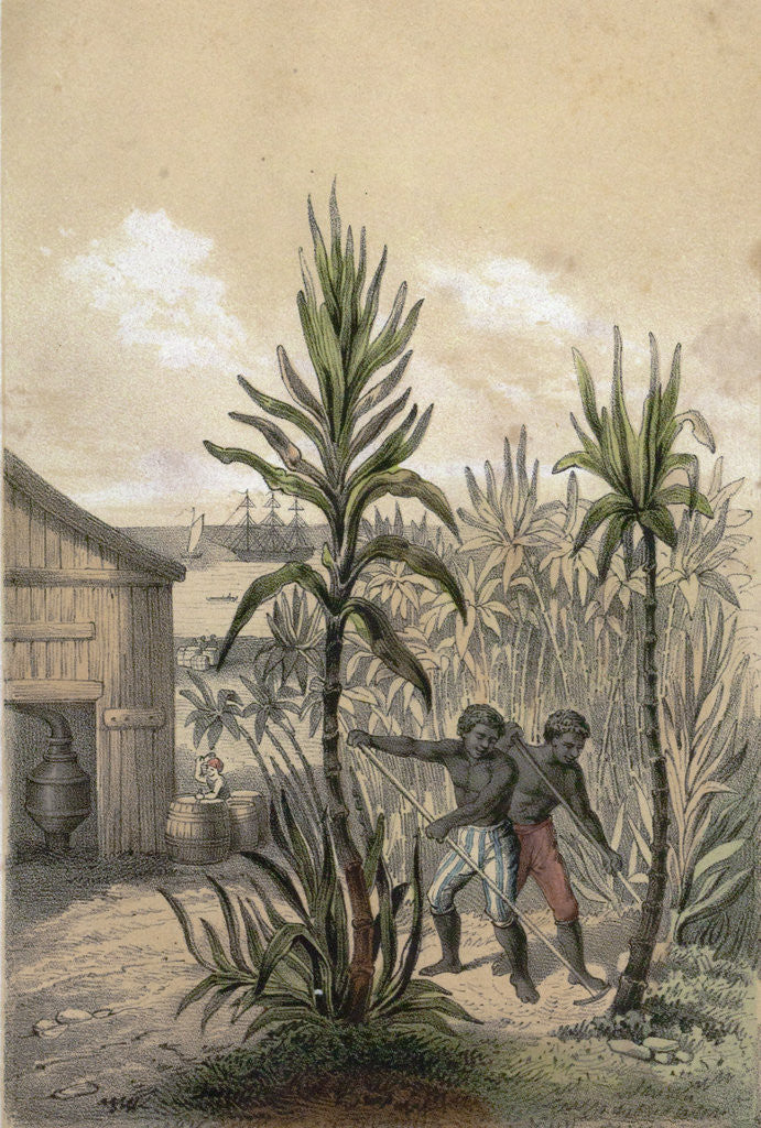 Detail of Sugar Can Farming by Anonymous